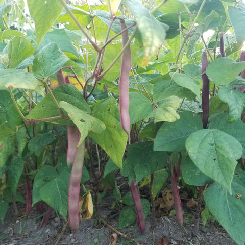 Tasty Tanya's Pink Pod Romano-type snap beans on robust bush plants