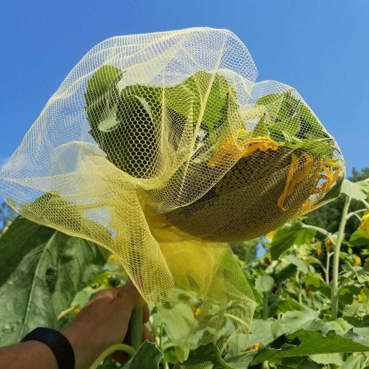 Homestead Oilseed Sunflowers