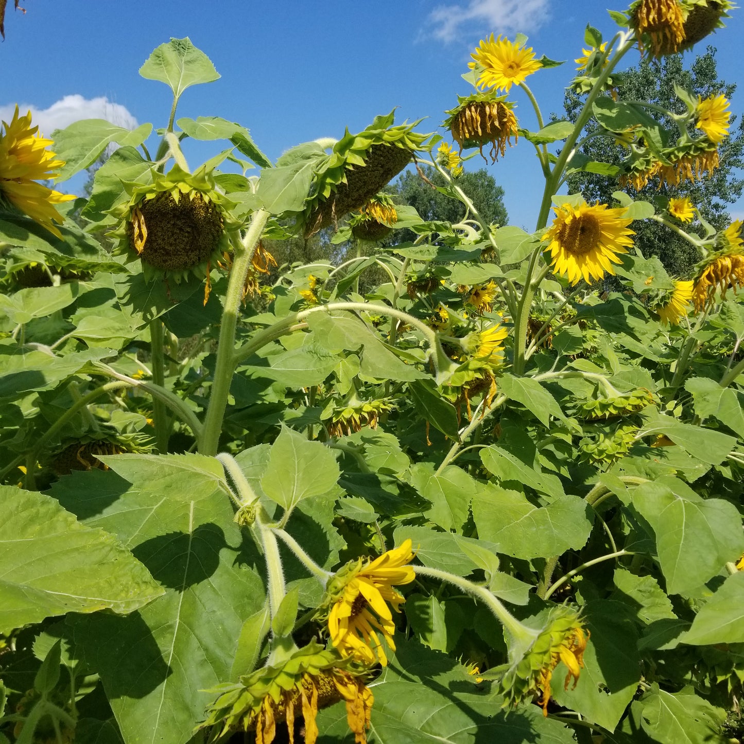 Homestead Oilseed Sunflowers
