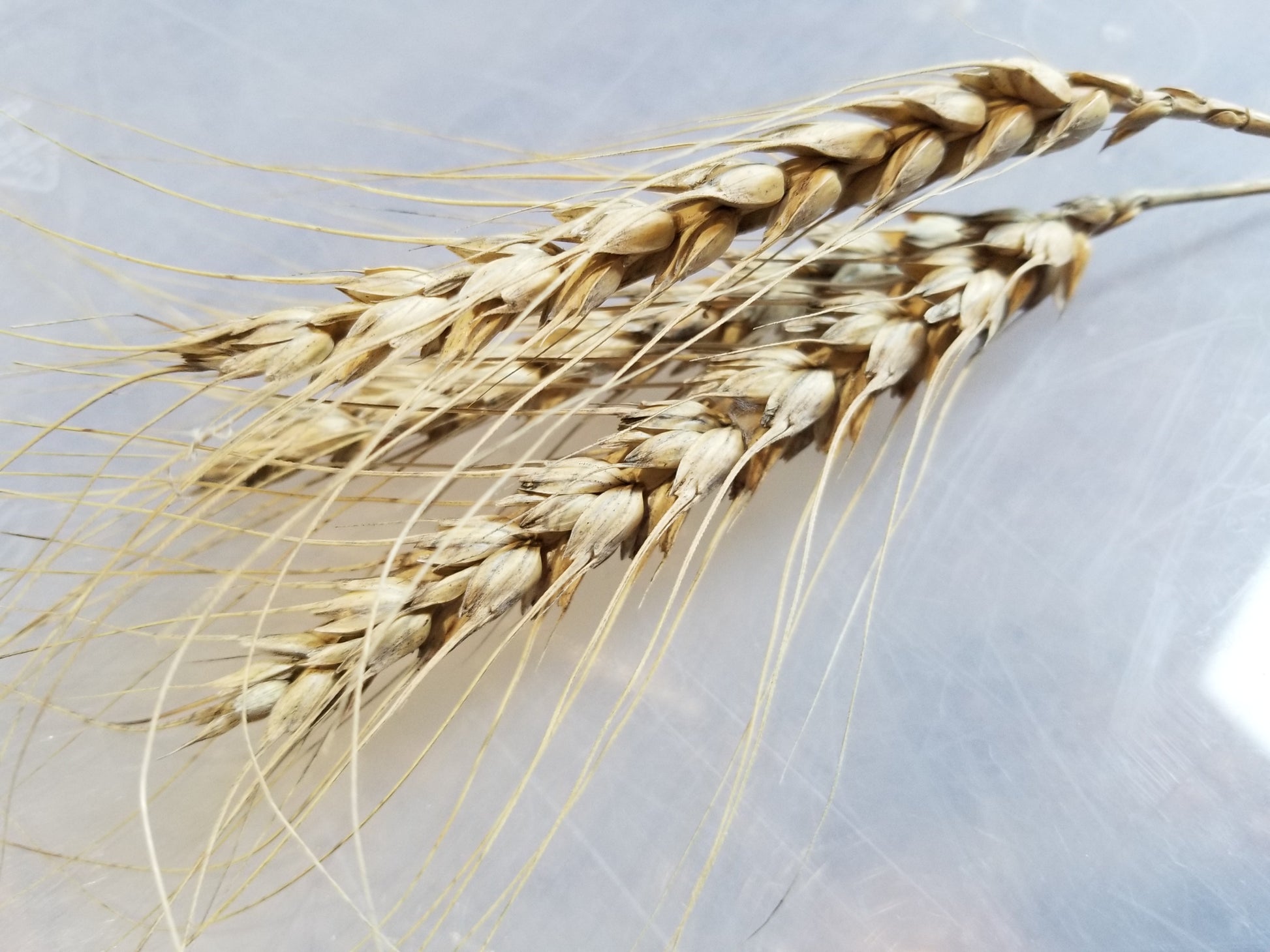 Several harvested mature Banatka Winter Wheat awned spikes ready for threshing