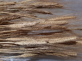 A collection of mature harvested Alaskan Spelt tillers with their long, slender awned spikes