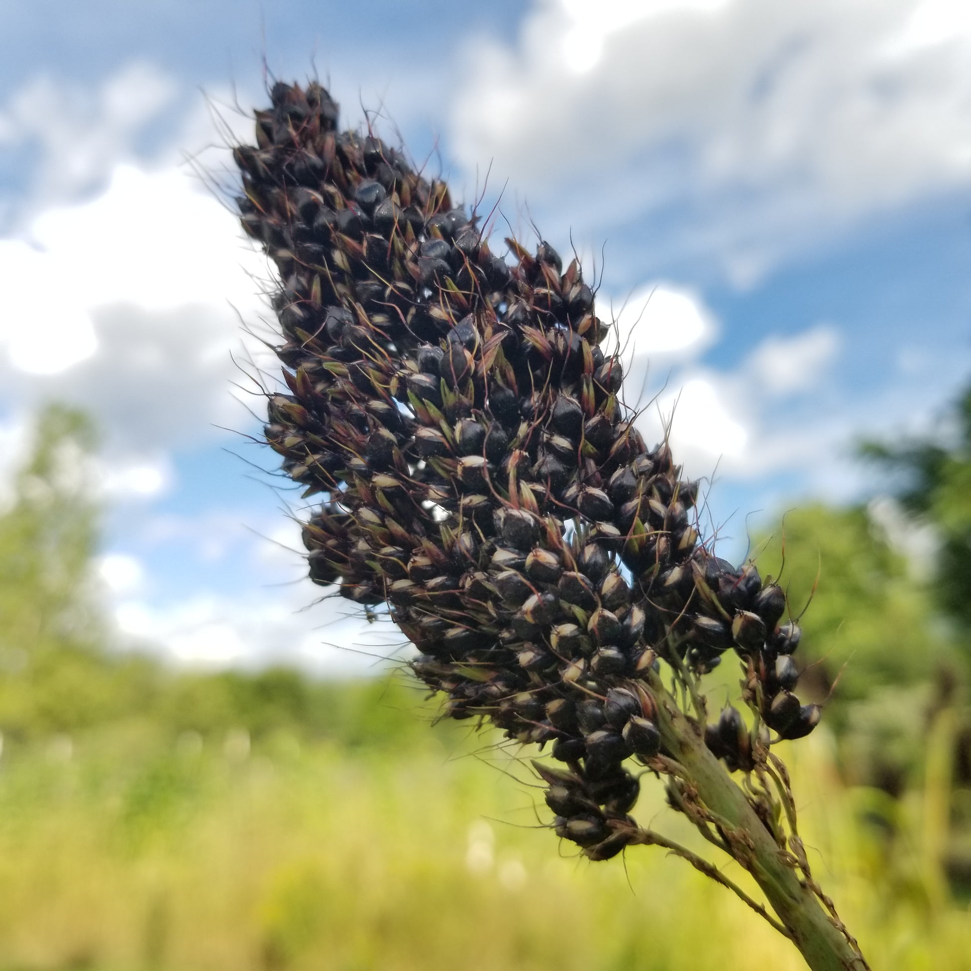 Black African Sorghum head with nice looking seeds