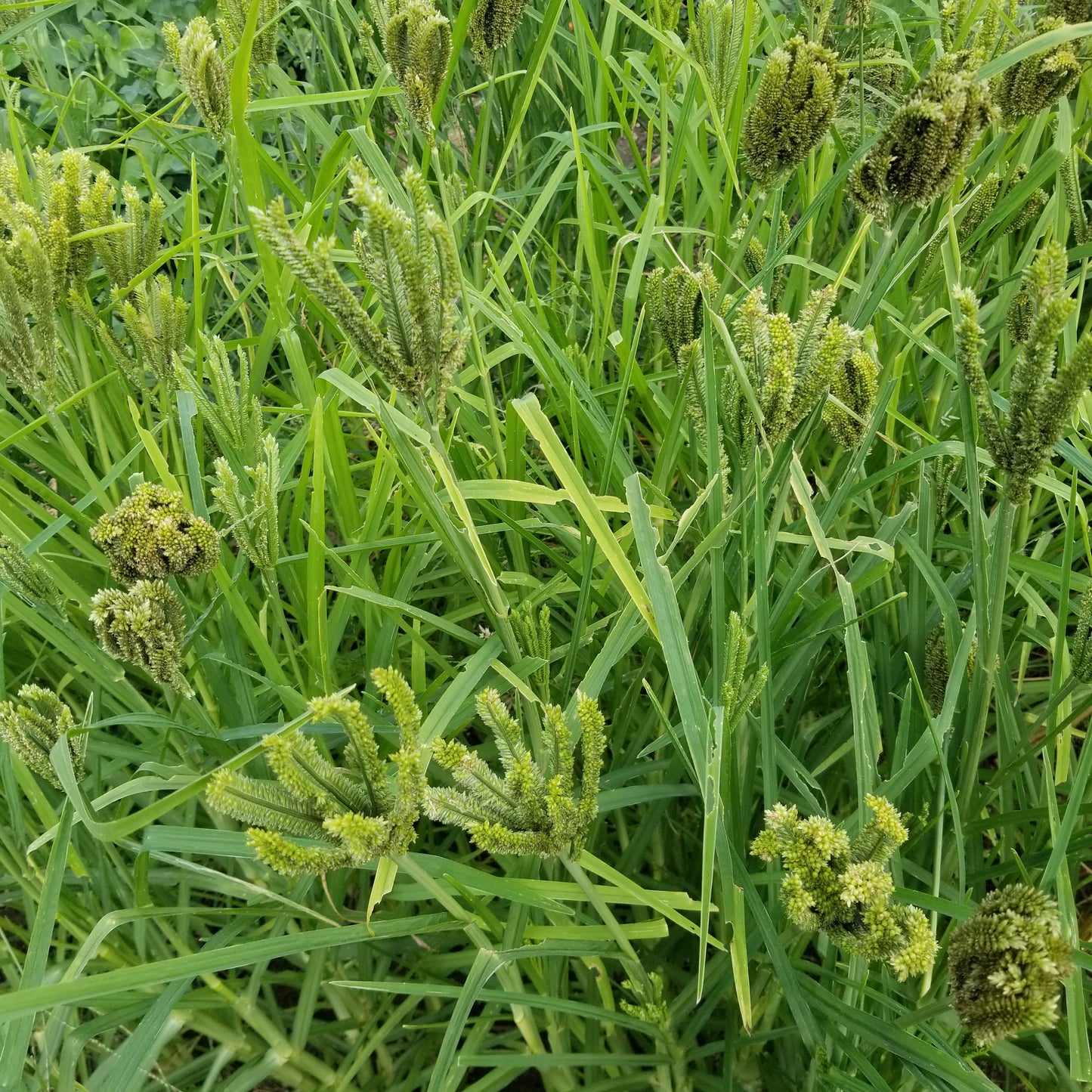 The plot of Dragon's Claw Millet is looking nice.
