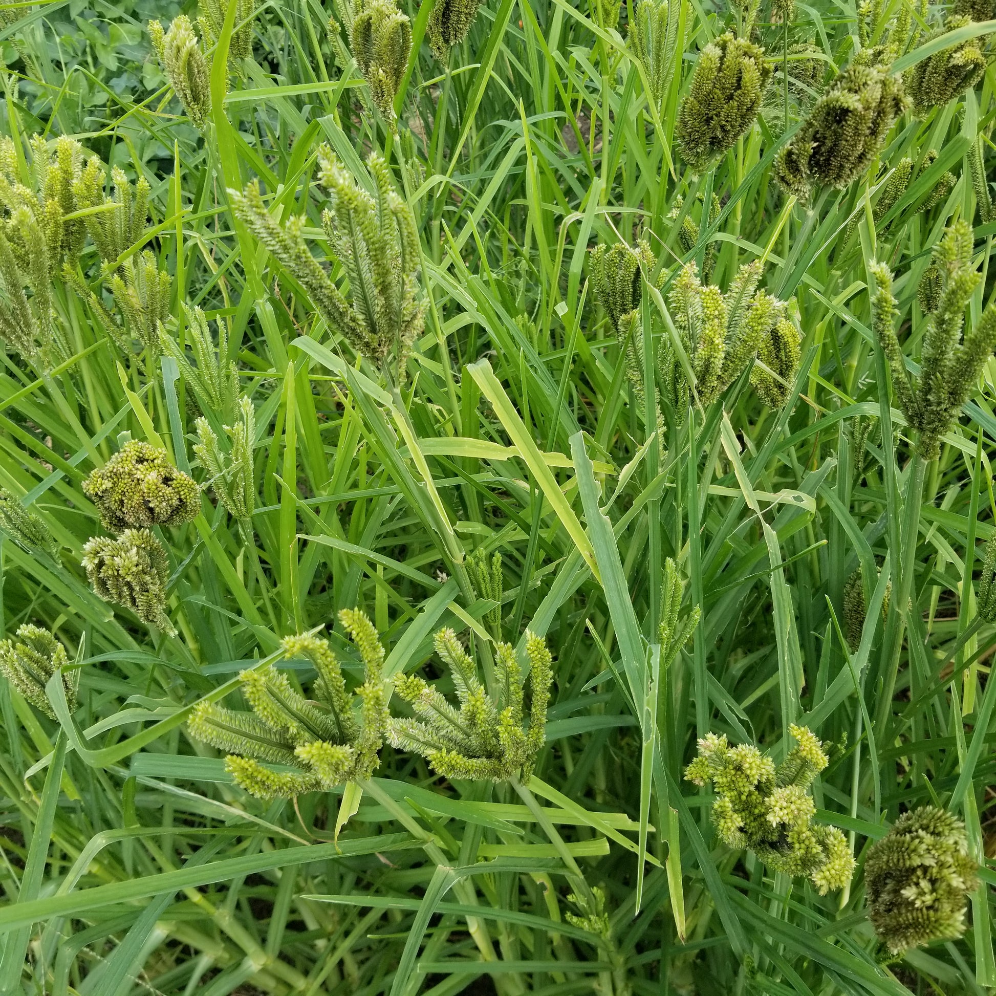 The plot of Dragon's Claw Millet is looking nice.