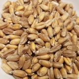 Solina Wheat (seeds)