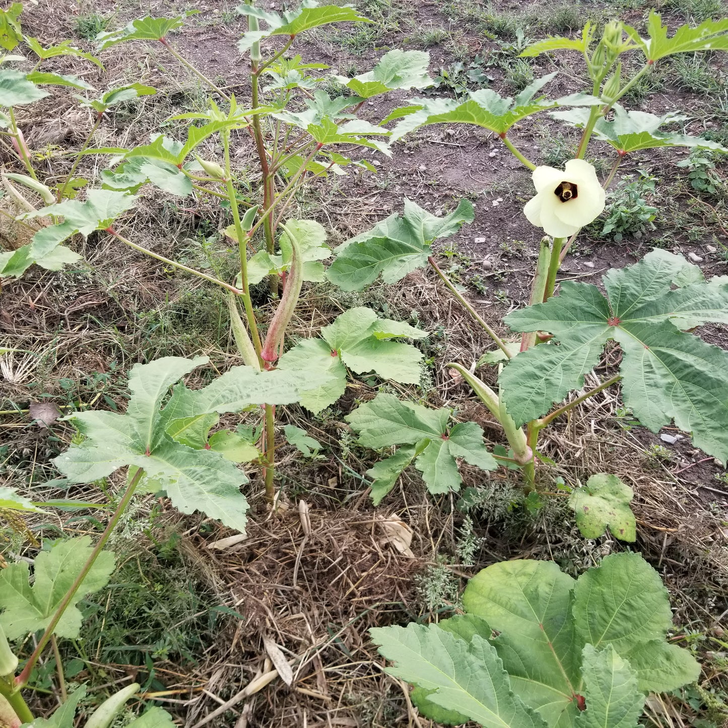 White Velvet Okra with a beautiful flower blossom