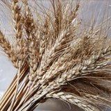 Viglasska Wheat has large awns