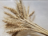 Kastická Osinatká Wheat (Kasticka) bundle of heads with large awns