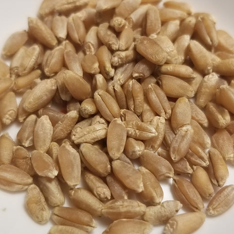 Developed in Illinois, soft red winter wheat 'Howell' berries threshed and ready for milling, whole-grain enjoyment or planting