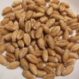 Monon Wheat seeds