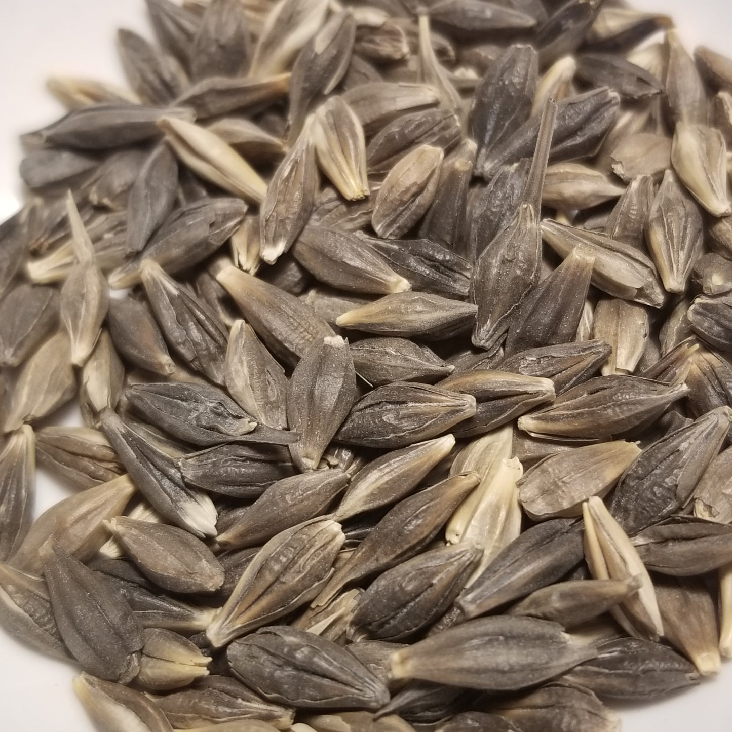 Beautiful blue hulled Abyssinian Winter Barley kernels
