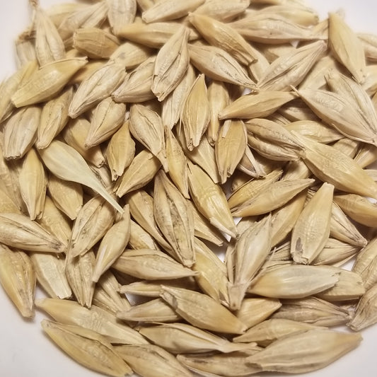 Threshed Besbar Barley kernels awaiting de-hulling
