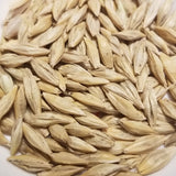 Threshed Catskill Barley kernels ready for de-hulling or planting