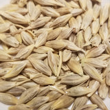 Harrison Barley seeds