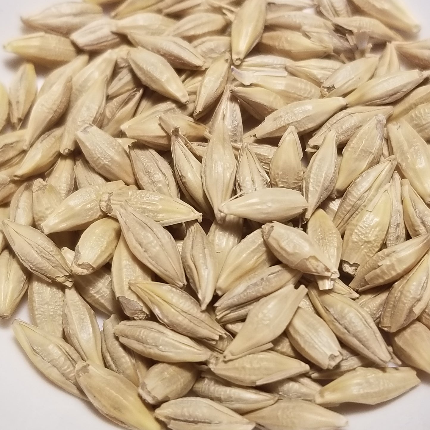 Pike Barley