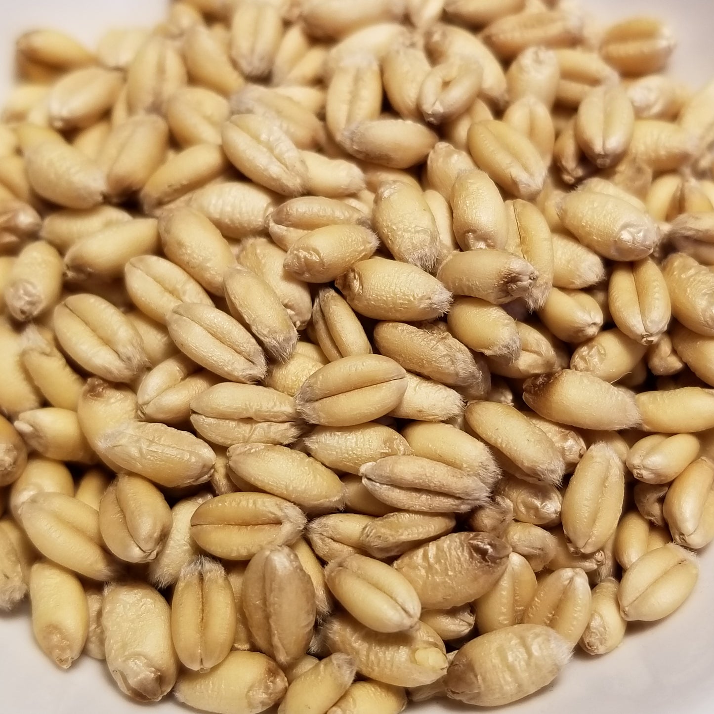 Plump soft white Saranac Wheat berries - an OSSI-Pledged variety