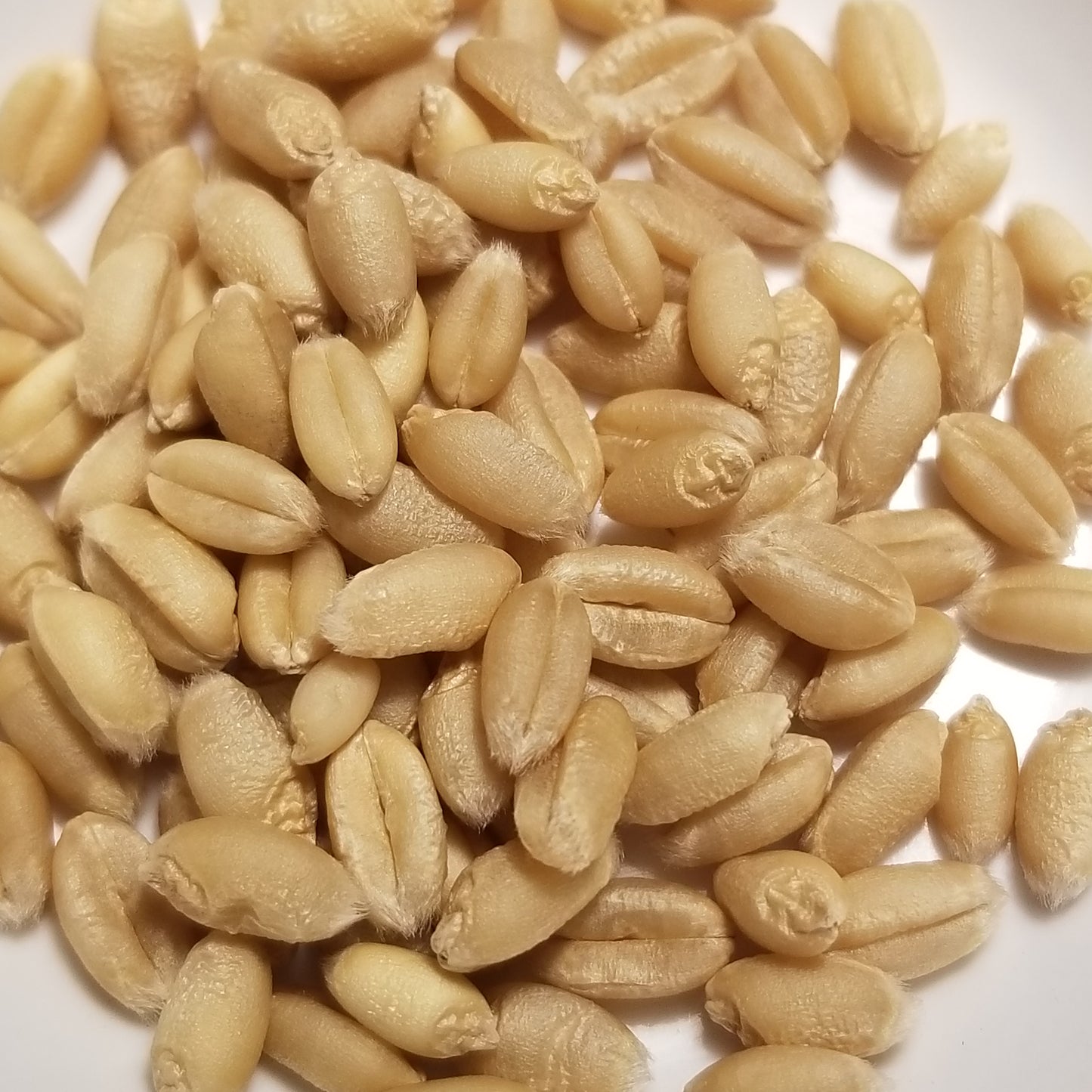Plump soft white Augusta Wheat kernels, threshed and ready for milling