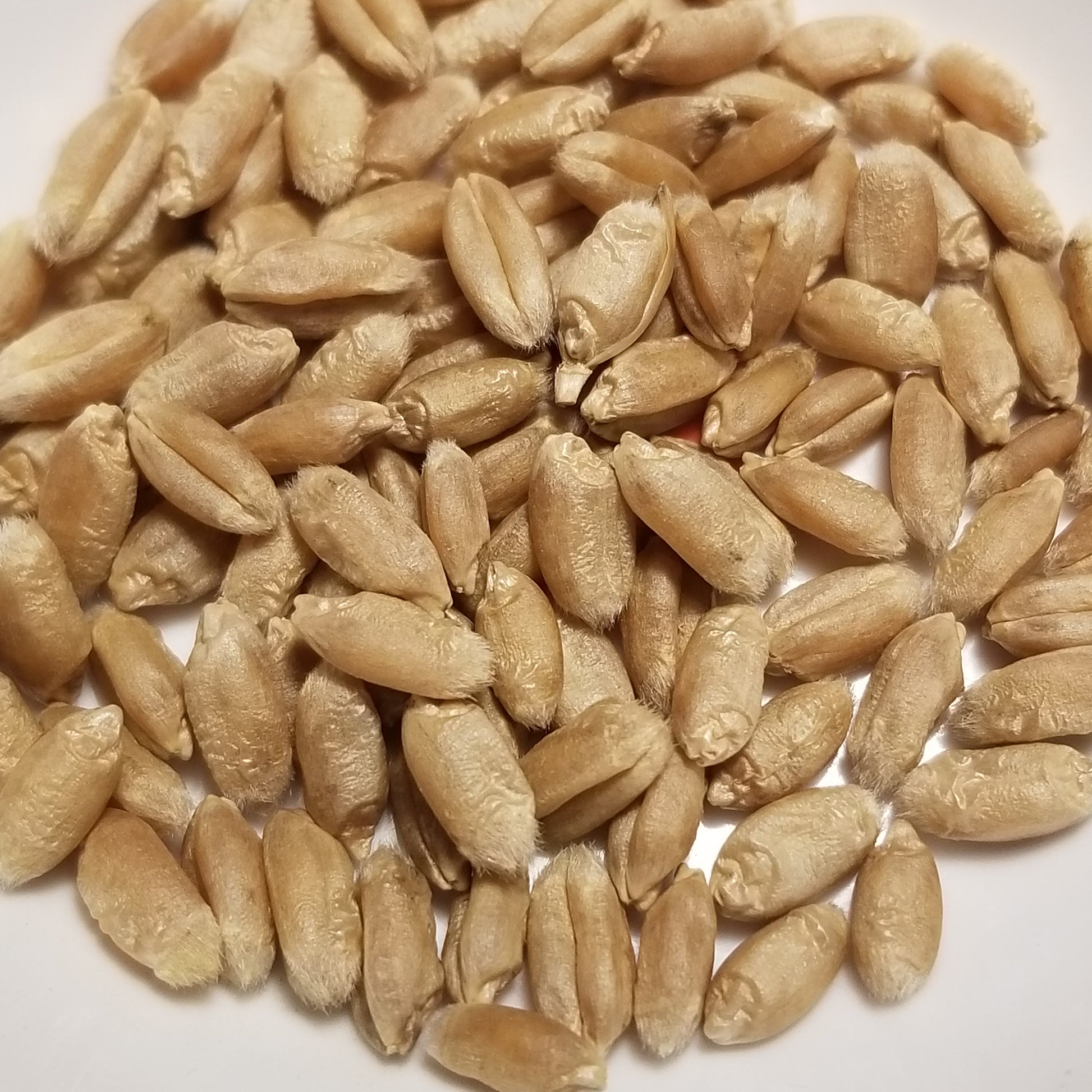 Berkeley Rock's soft red winter wheat kernels, threshed free from their awned spikes, ready for milling or planting