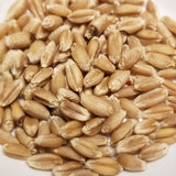 Threshed soft red winter Butler Wheat kernels ready for milling, planting or enjoying in your favorite whole-grain dish