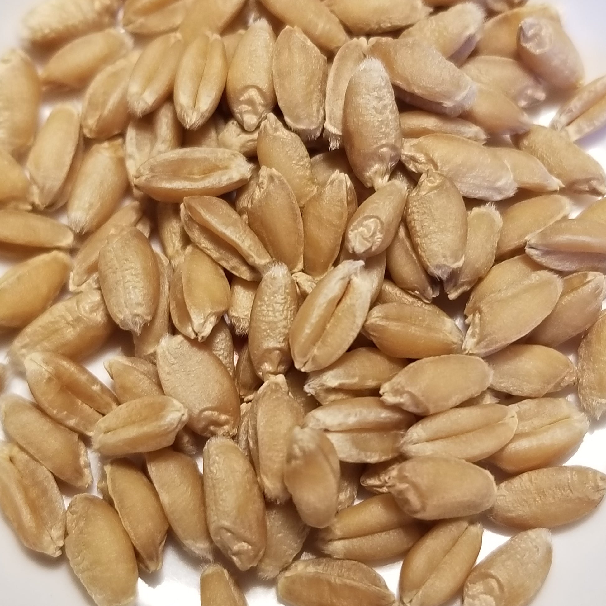 Pleasingly plump threshed soft red winter Dual Wheat kernels ready for milling, enjoying as a whole grain, or planting
