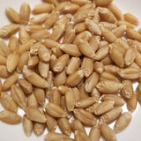 LaPorte Wheat kernels, a soft red winter wheat cultivar threshed and ready for planting, milling or whole-grain enjoyment