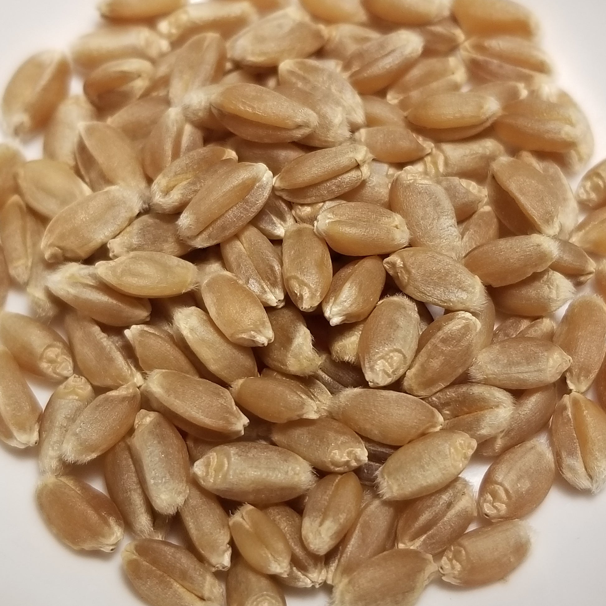 Threshed kernels of hard red winter wheat cultivar 'Mitchikof' ready for milling, whole-grain enjoyment, or planting