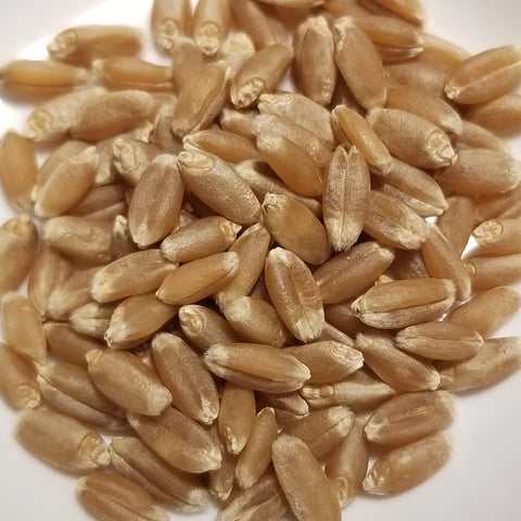Gloriously golden amber kernels of hard red winter wheat cultivar 'Minter' - threshed and ready for milling, planting or enjoying as a whole grain