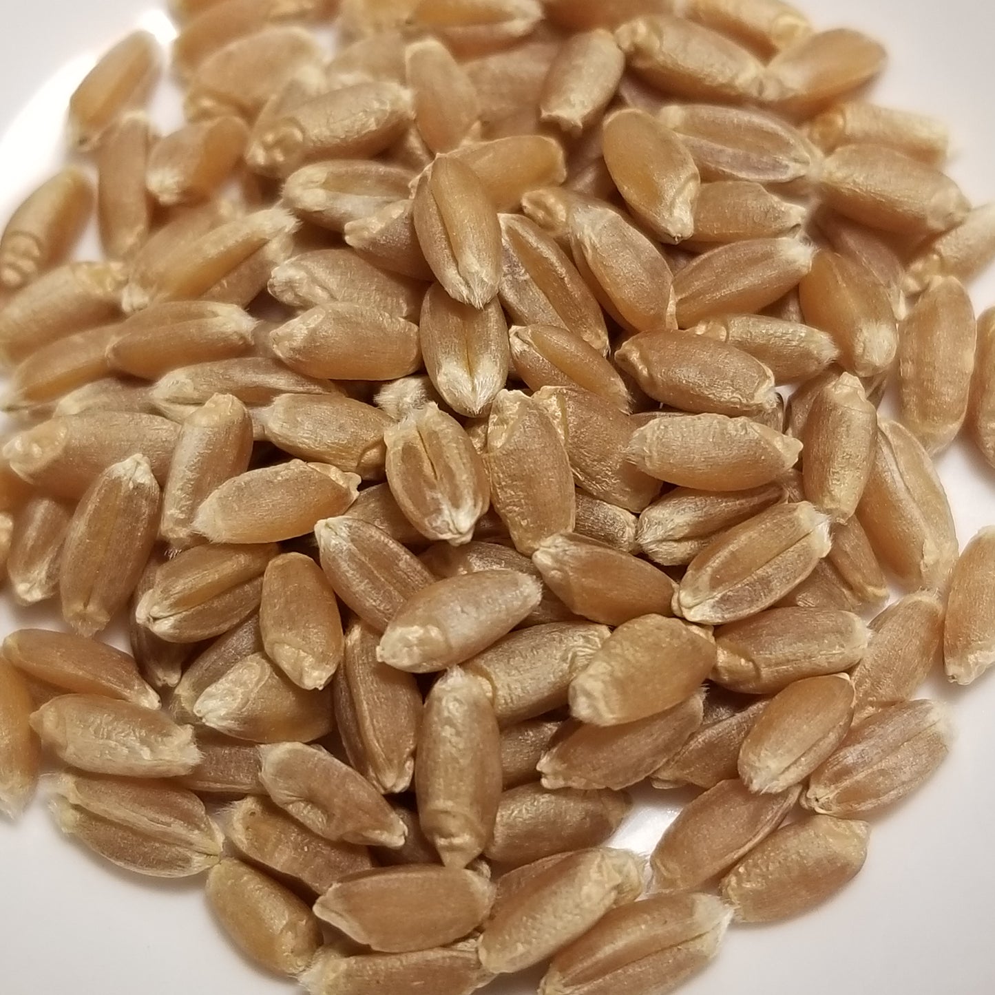 Threshed hard red winter kernels of 'Purkof Wheat' threshed and ready for milling, whole grain enjoyment and planting