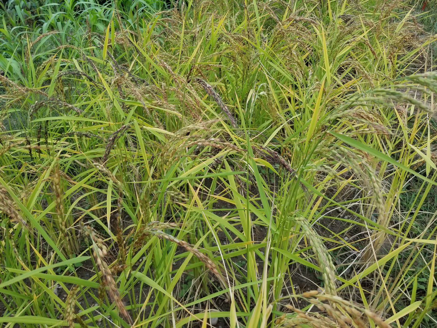 Kyzyl Shala Upland Rice