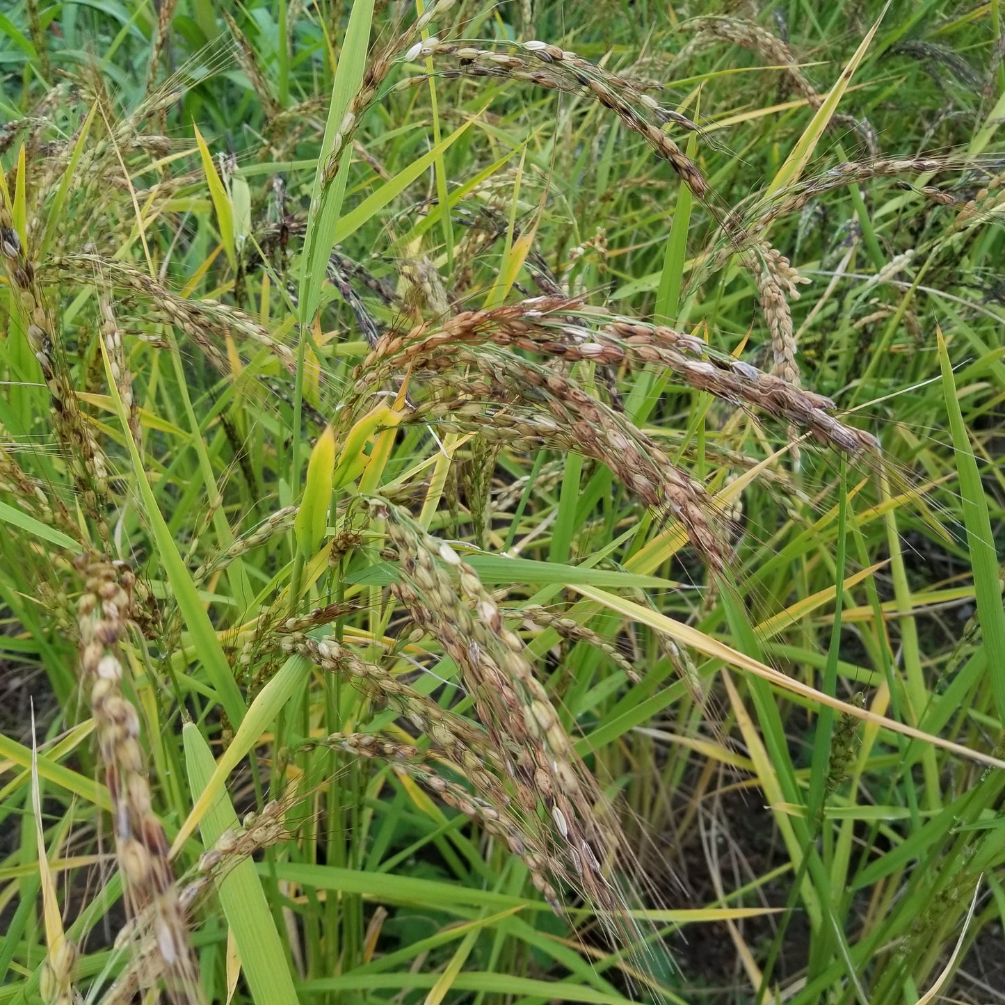 Kyzyl Shala Upland Rice