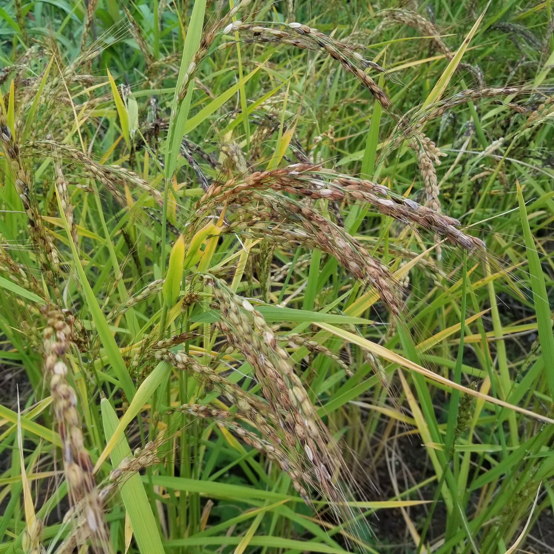 Kyzyl Shala Upland Rice