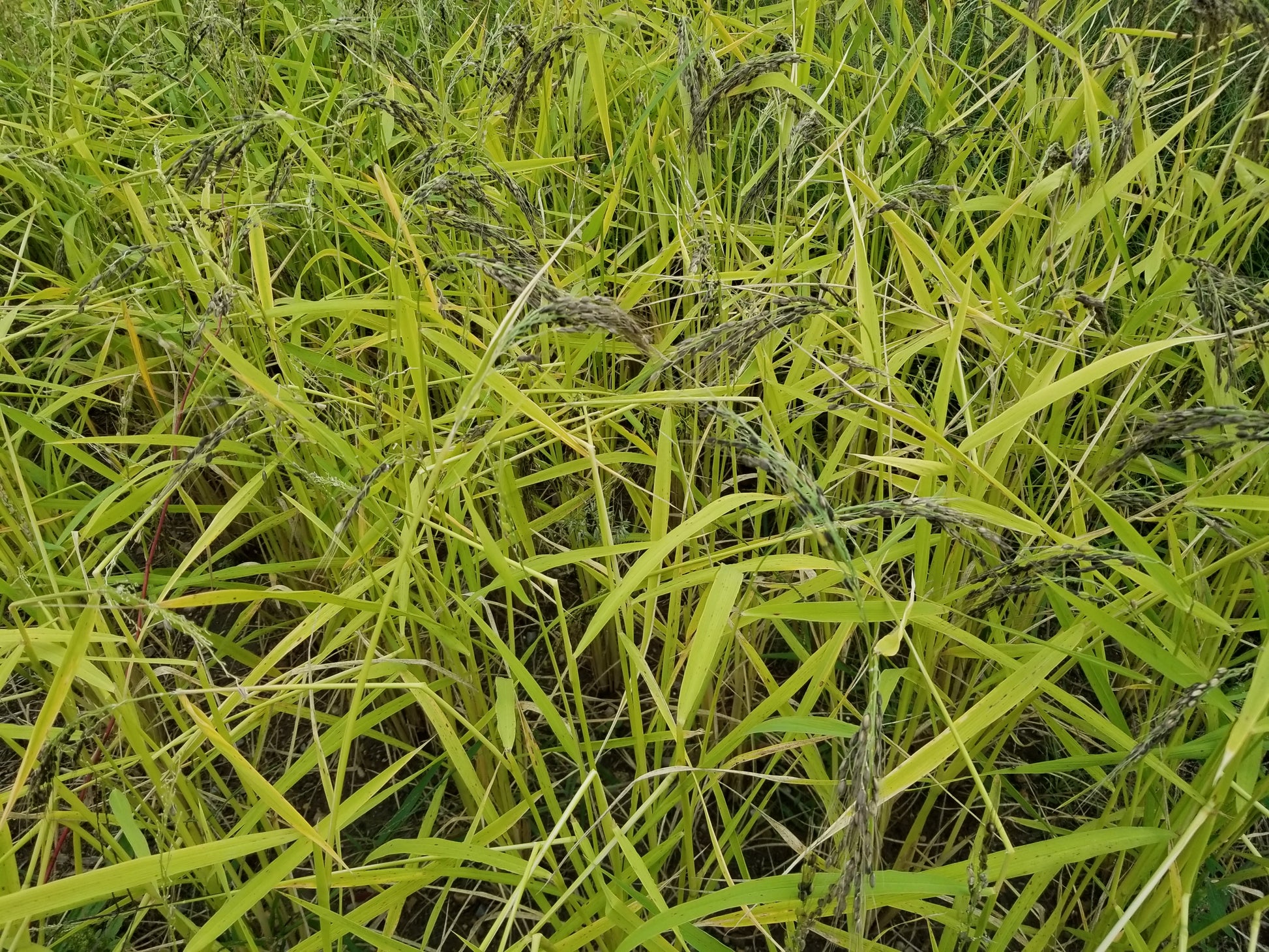 Nigrescens Upland Rice on the day of cutting