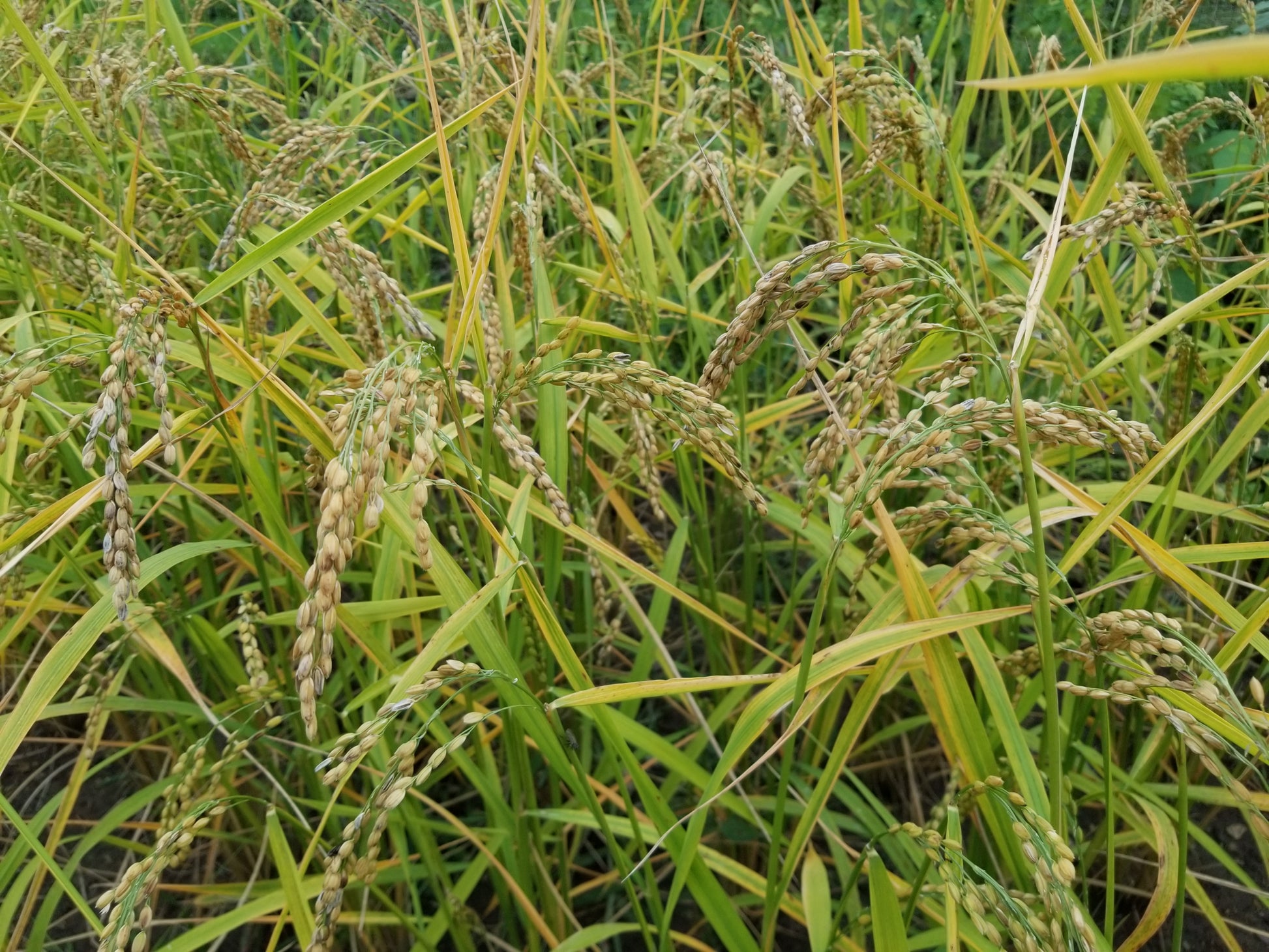 Sputnik Upland Rice ready for harvest