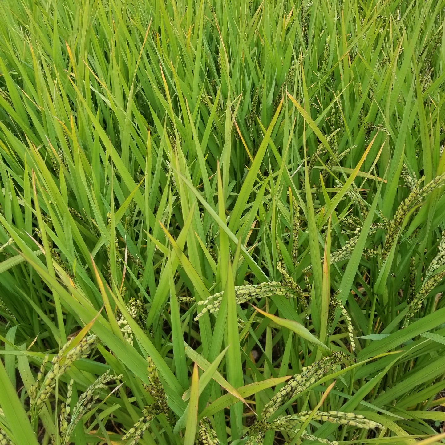 Vialone Risotto Upland Rice is forming heads