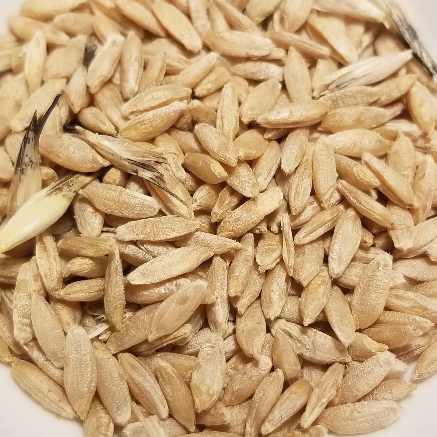 Wonderfully hull-less threshed Black & Tan Sinskaya Naked Einkorn kernels ready for milling or planting
