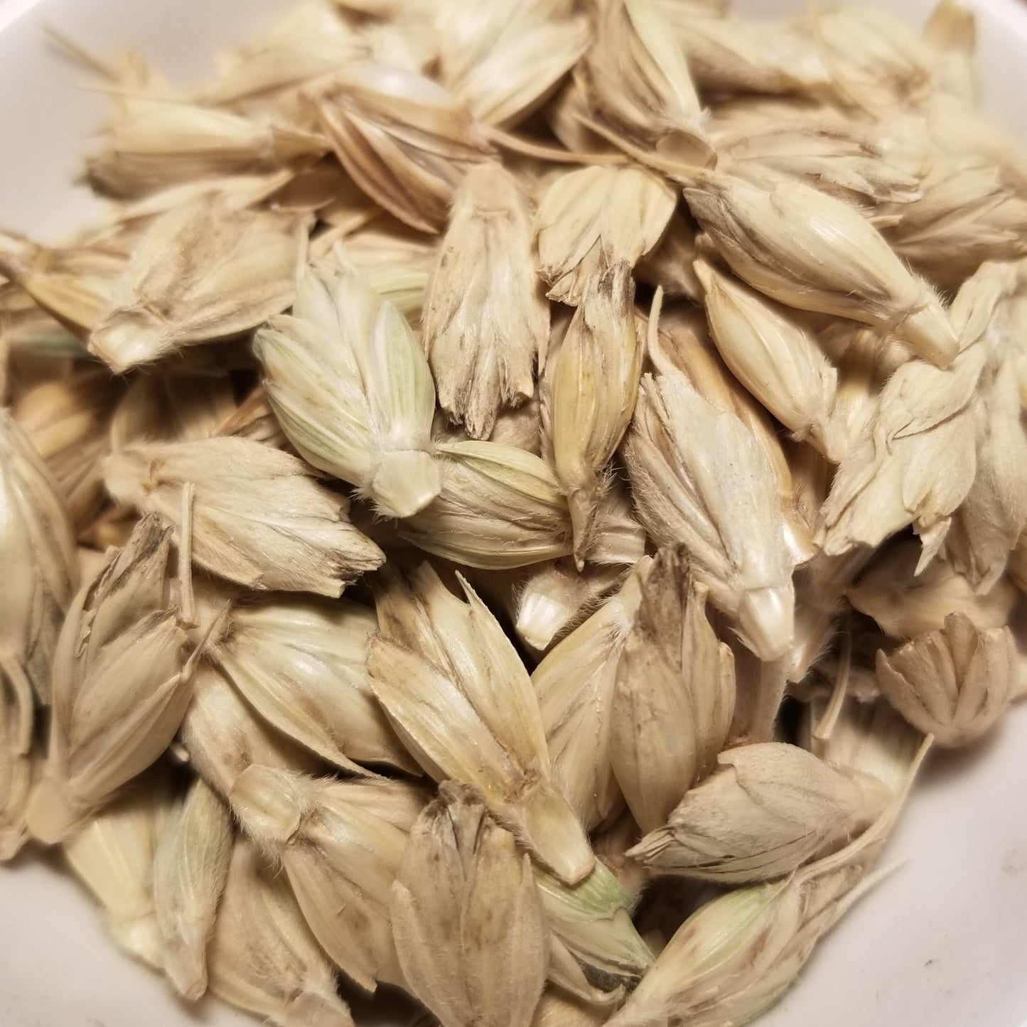 Threshed, hulled kernels of a fall-planted Macha Wheat mix