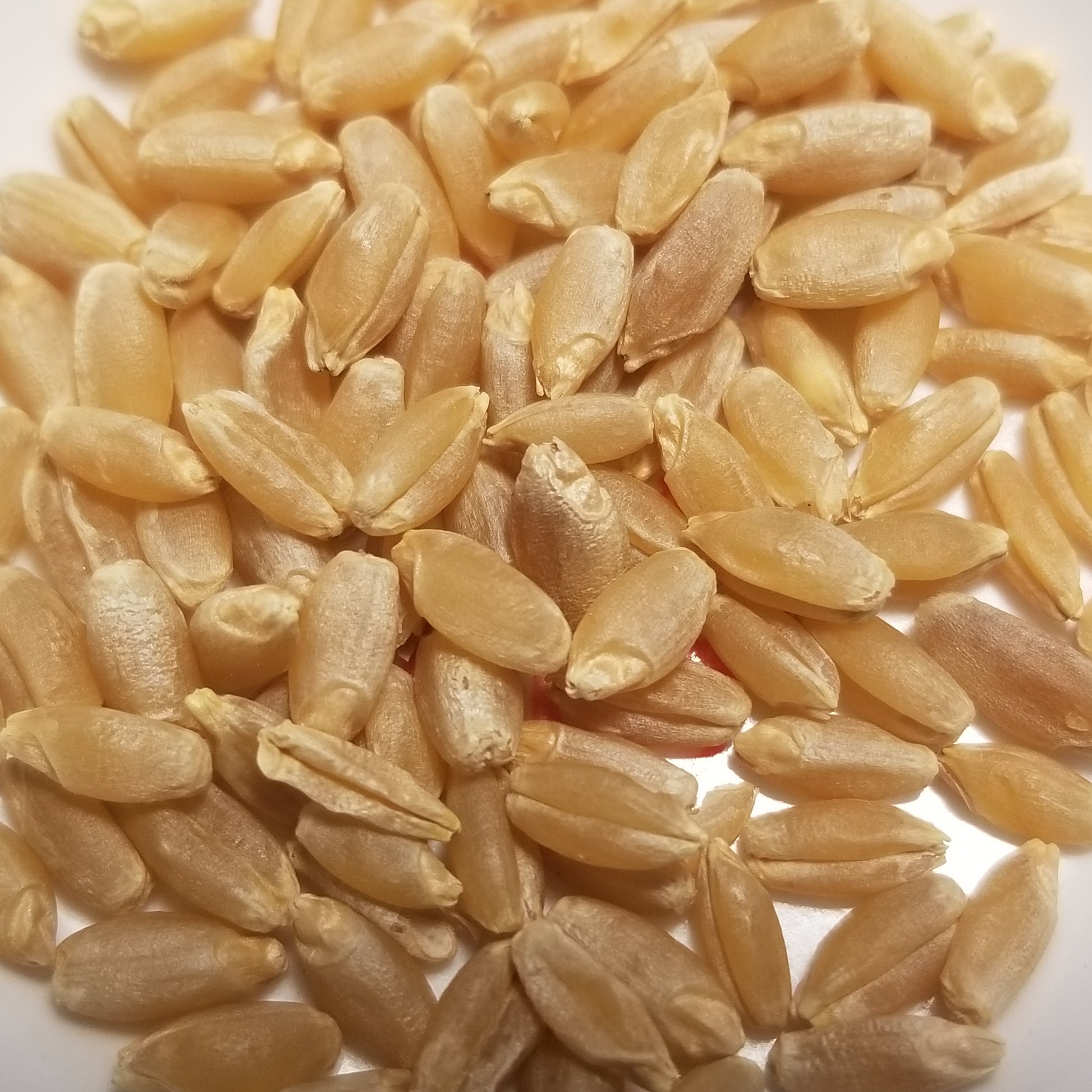 Threshed free from their hulls, hard white Bjela Turka Durum kernels ready for milling or planting