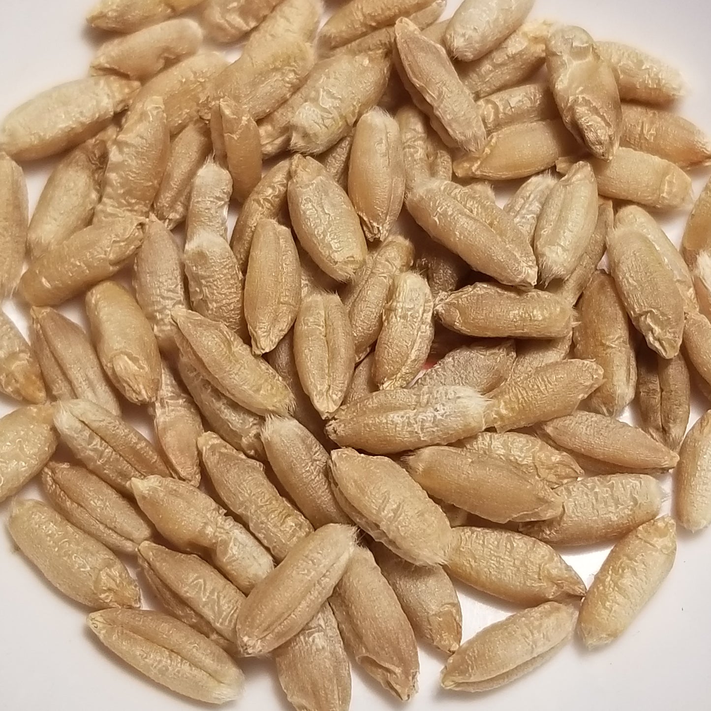 Threshed Blizzard Triticale seeds ready for milling or planting