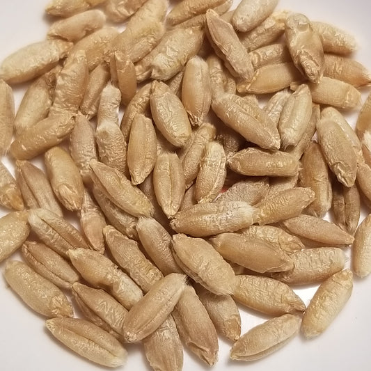 Threshed Blizzard Triticale seeds ready for milling or planting