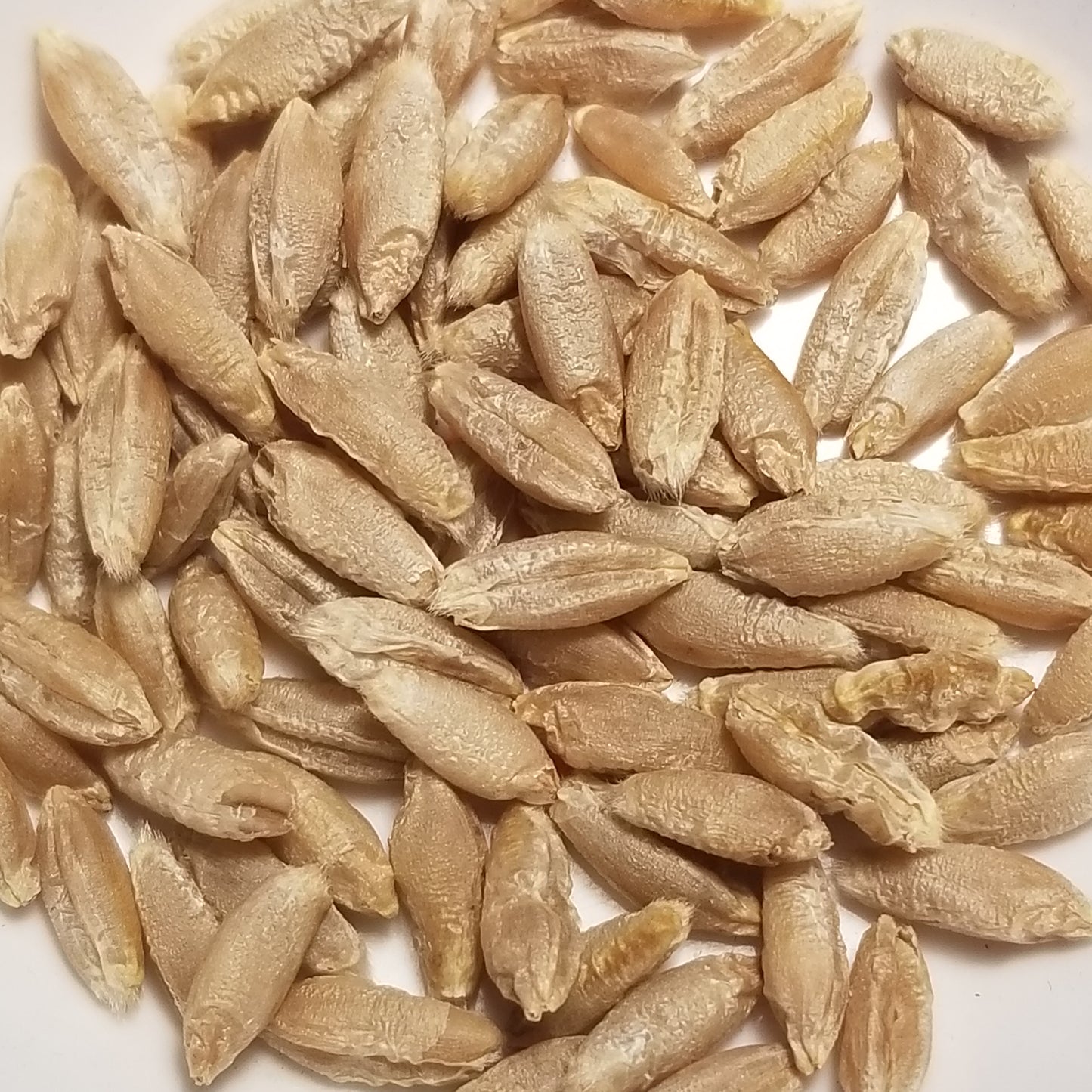 Long, slender yet plump Bokolo Triticale kernels threshed and ready for milling or planting