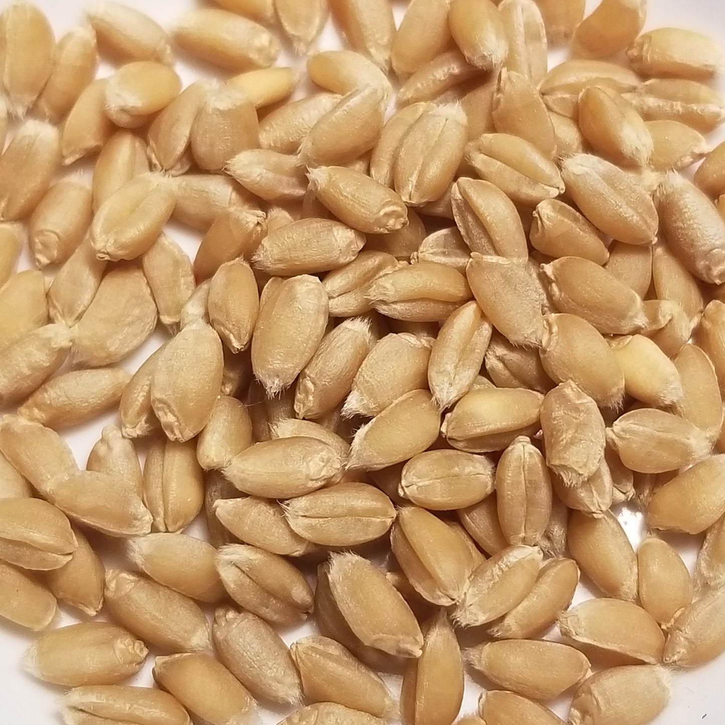 Czechoslovakian landrace winter club wheat Jezka Hladka kernels threshed and ready for milling, planting, or whole grain enjoyment