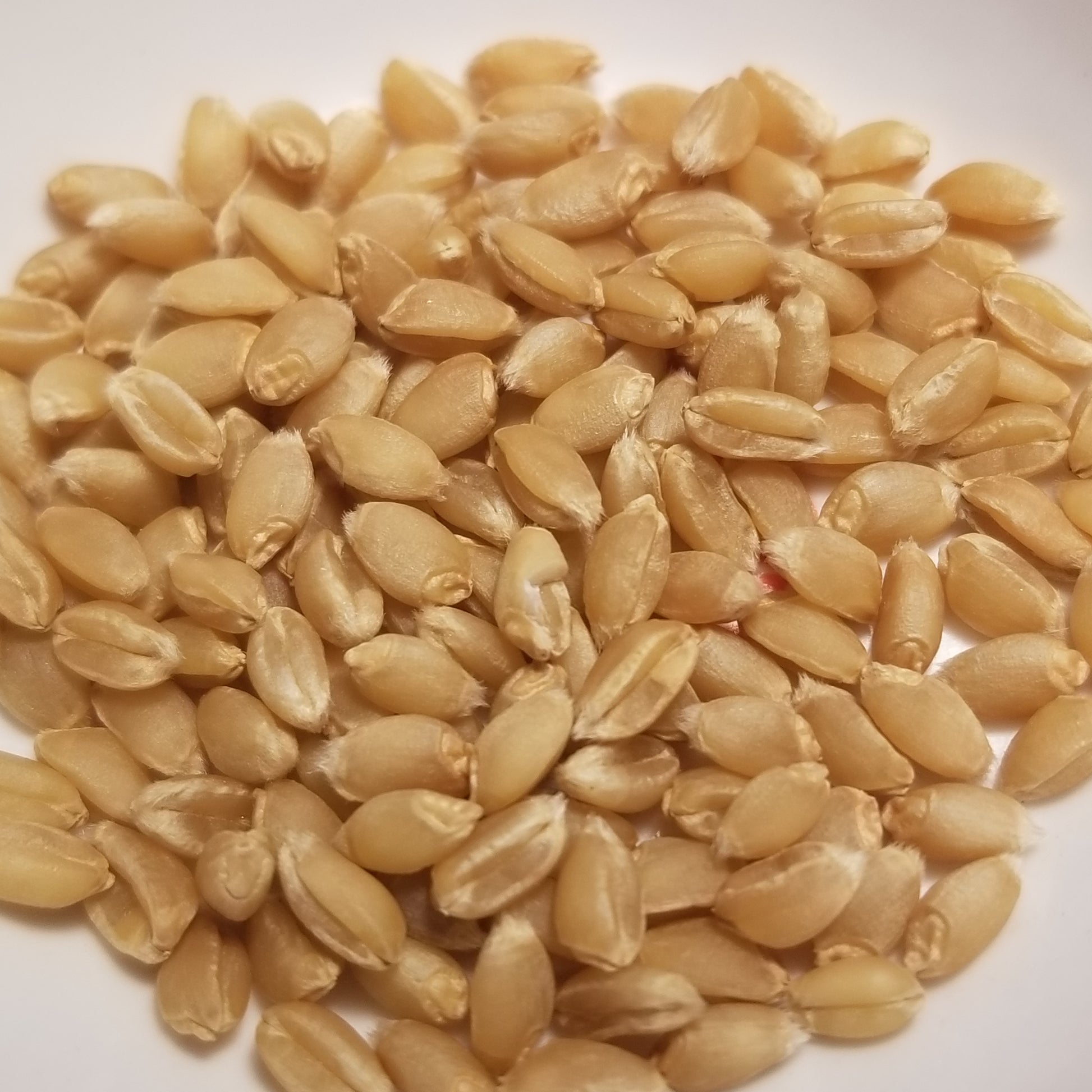Golden, plump Ostka Skomoroska Club Wheat kernels threshed and ready for planting, milling, or whole-grain enjoyment