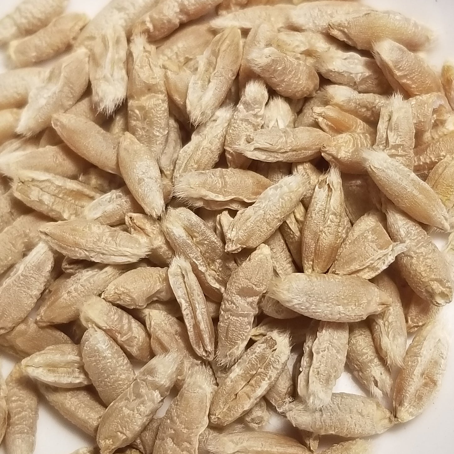 Szalkas Triticale seeds