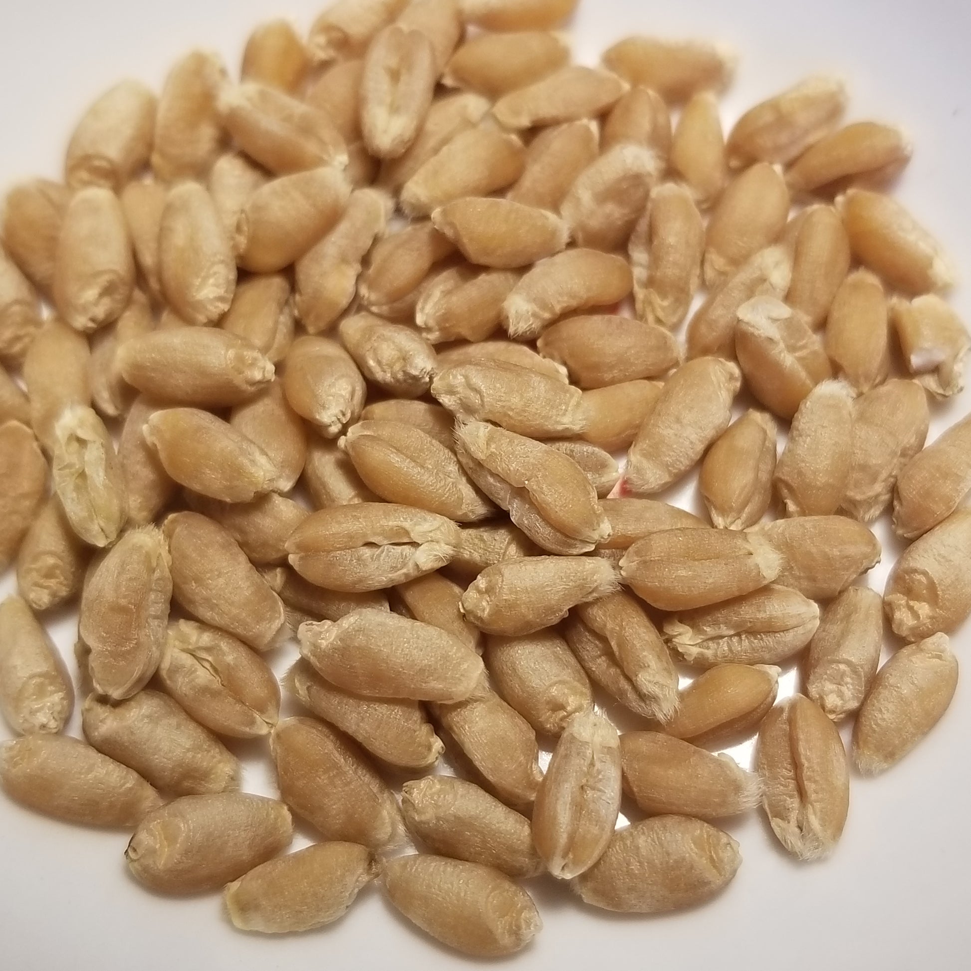 Threshed kernels of Velino Wheat, a heritage hedgehog wheat that arrived in the US in 1947