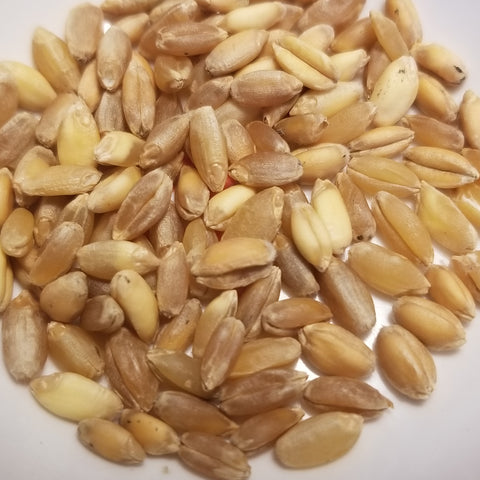 Threshed Volo Durum Wheat kernels ready for planting or milling for pasta making