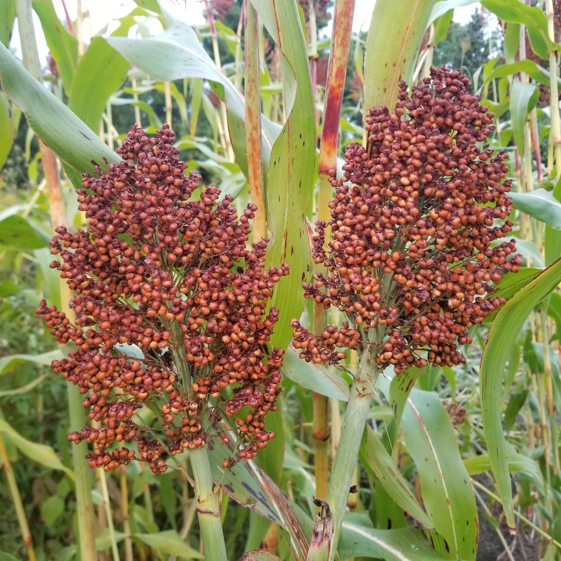 Ba Yi Qi Sorghum ready for harvest