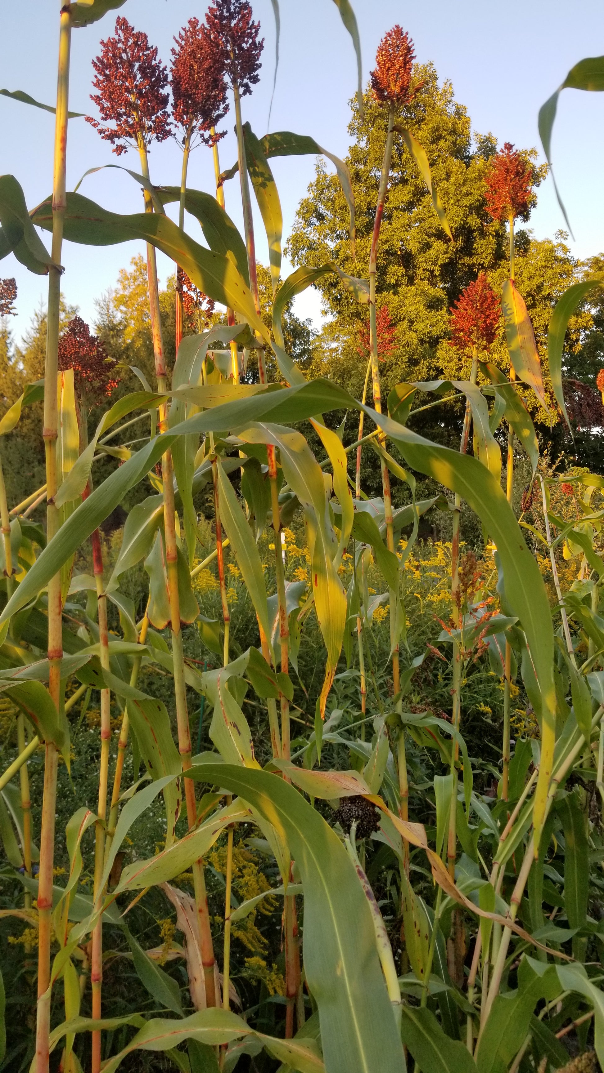 Ba Yi Qi Sorghum nearly ready for harvest