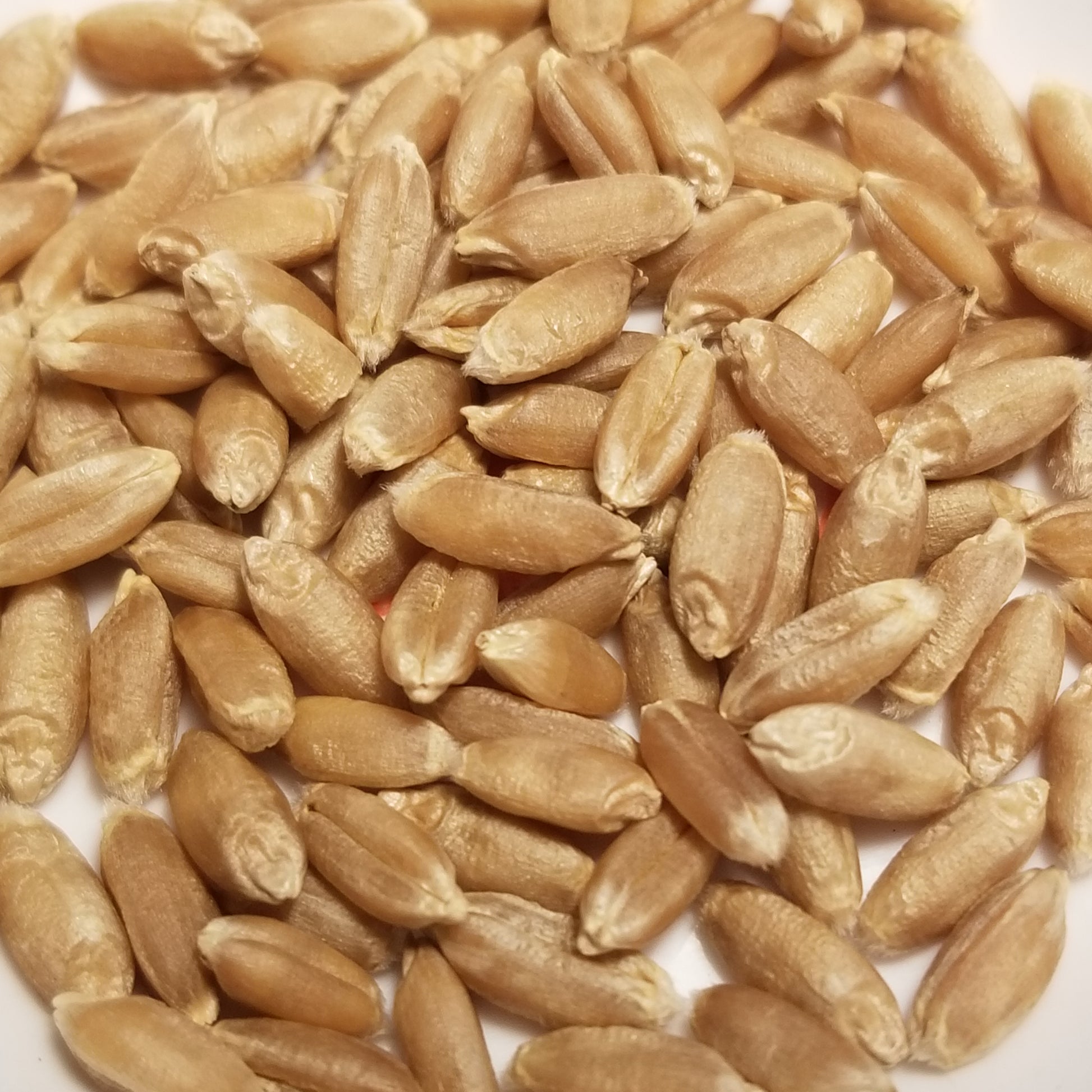 Threshed kernelf of soft red winter wheat cultivar 'Red Rock' ready for milling, whole-grain enjoyment, or planting