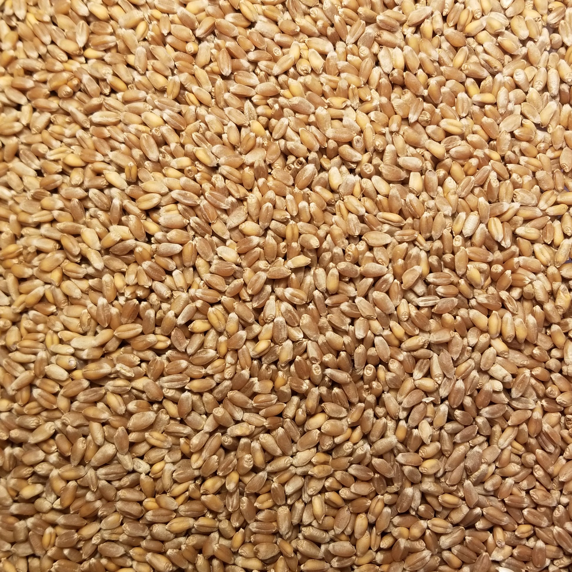 An abundance of Banatka Winter Wheat seeds kernels threshed and ready for planting or milling