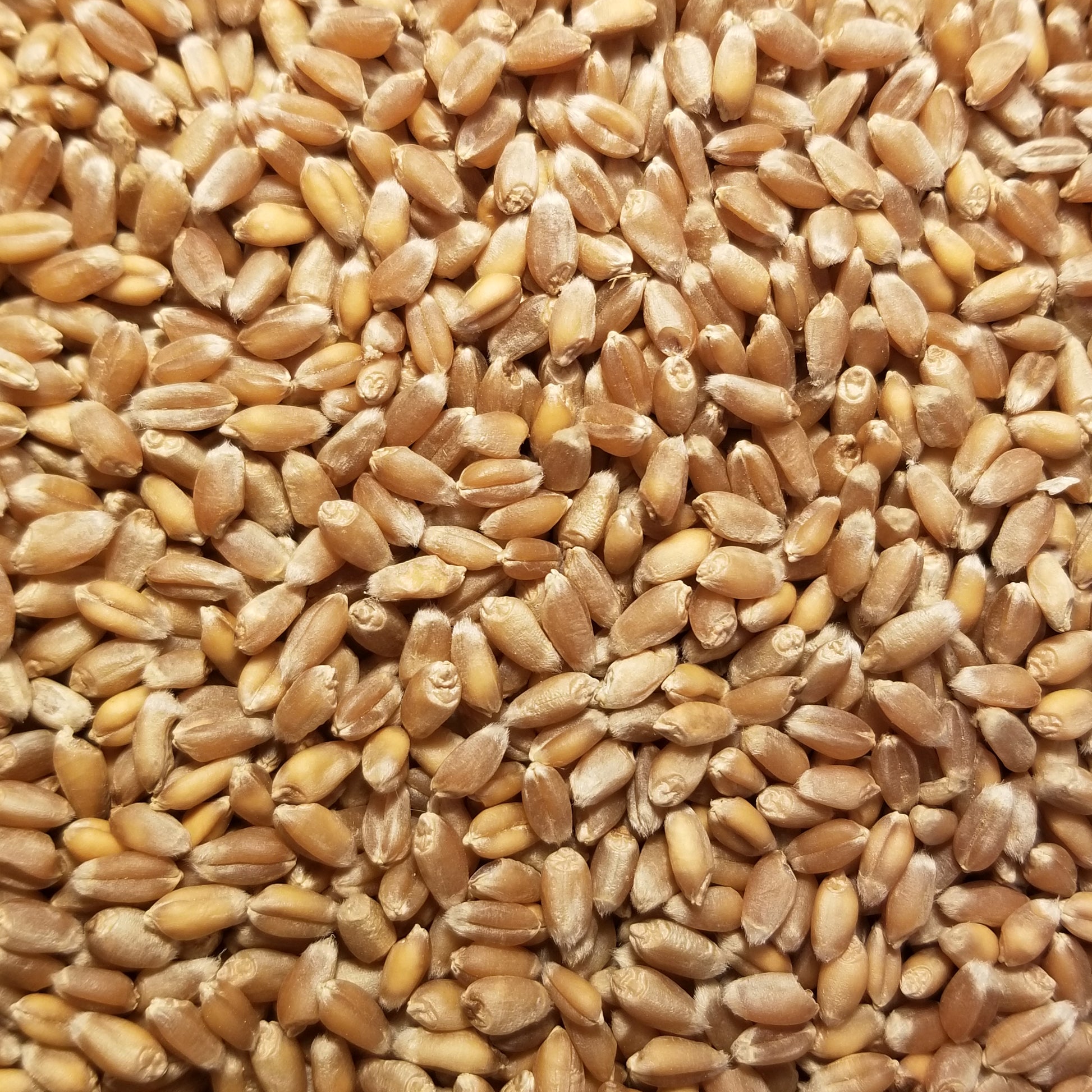 A closer look - Banatka Winter Wheat kernels threshed and ready for planting or milling